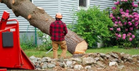 Arborist cutting down a tree.