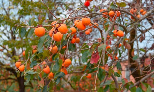 How to Grow a Persimmon Tree from a Seed? (1 Free Guide)