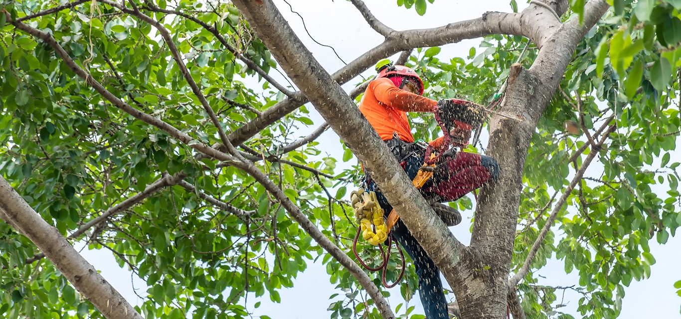 Arborist cutting down a tree in Ontario.