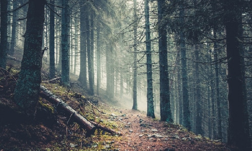 A foggy forest with lots of trees growing.