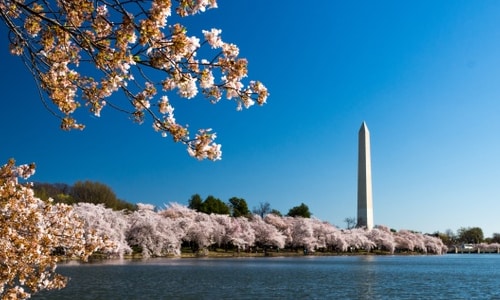 Beautiful trees beside in Washington DC.