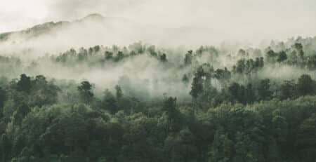 Aerial view of a foggy forest.