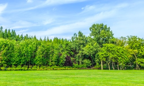 How Do Trees Communicate? (learn Today) 