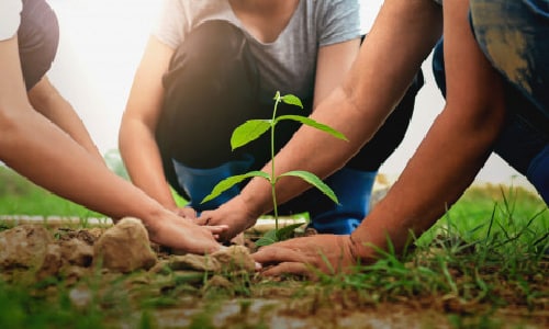 What is the Impact of Trees and Climate Change? | Local Tree