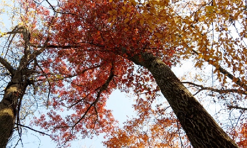 Northern Red Oak Everything You Need To Know Tree Guides