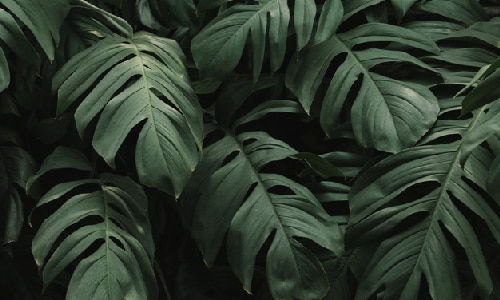 Large plant leafs in a forest.