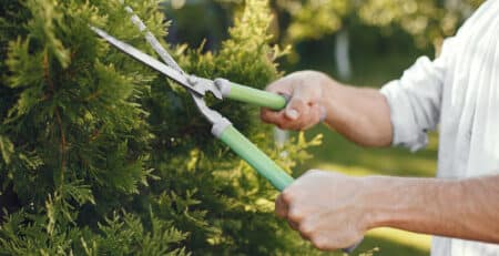What is pruning header image, a man pruning a tree.