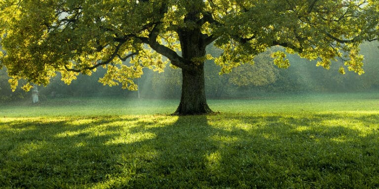 10 Reasons Why Trees Are Important - Catalog Library