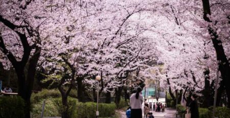 people walking on sidewalk with cherry blossom trees during daytime