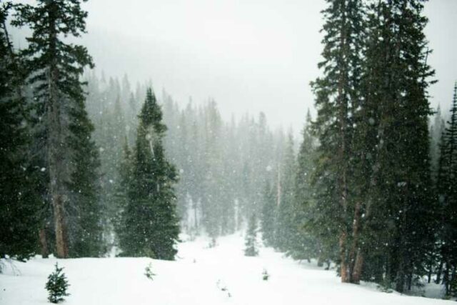 Where Do Christmas Trees Grow Local Tree Estimates